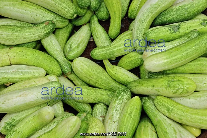 : Vegetables at market, Udaipur, India : Vegetables at market, Udaipur, India