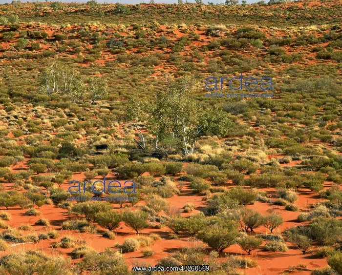 : Vegetated sand dunes : Vegetated sand dunes