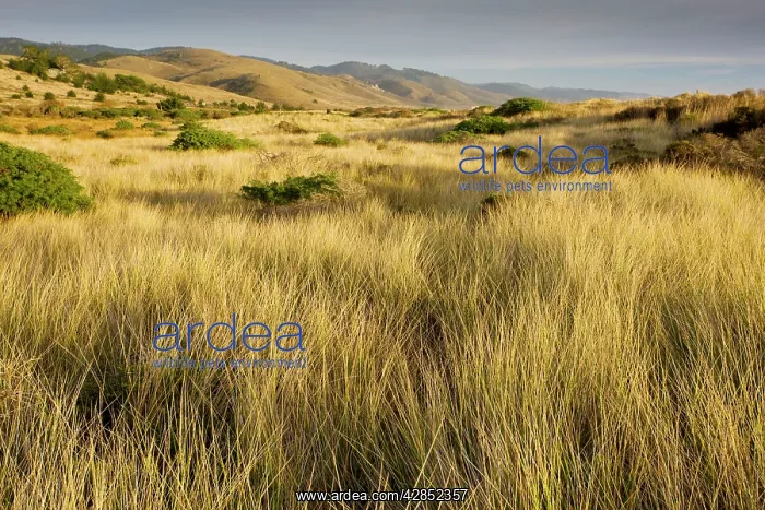 : Vegetated sand dunes with invasive Marram Grass : Vegetated sand dunes with invasive Marram Grass