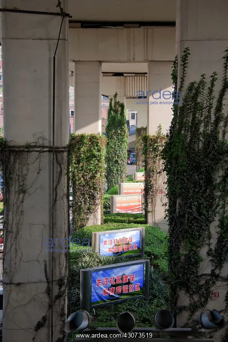 : Vegetation climbing an urban road infrastrucrue : Vegetation climbing an urban road infrastrucrue
