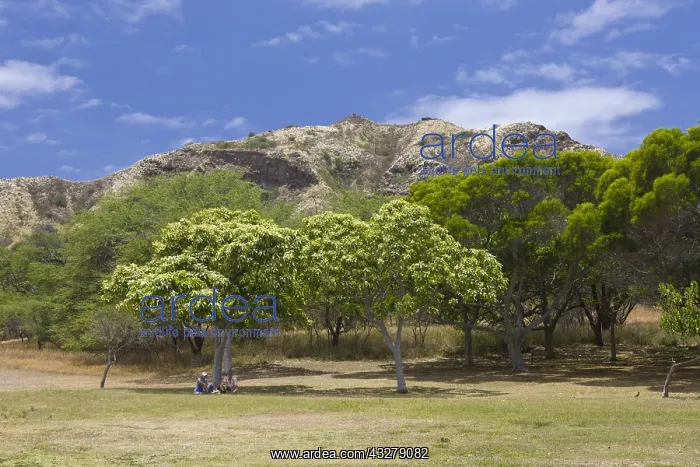 : Vegetation am Diamond Head Vulkankrater, Oahu, Pazifik : Vegetation am Diamond Head Vulkankrater, Oahu, Pazifik