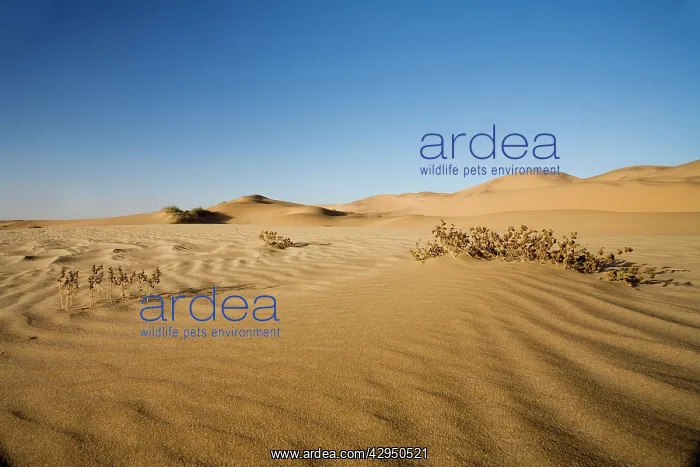 : Vegetation growing in the dunes of the Namib Desert : Vegetation growing in the dunes of the Namib Desert