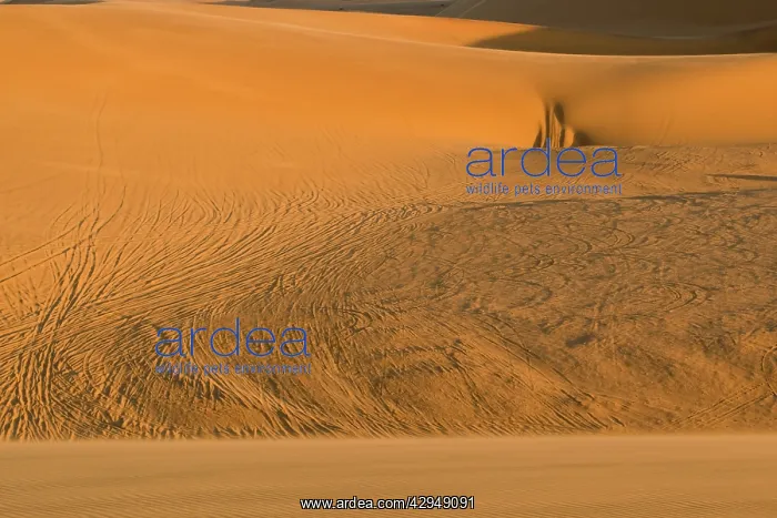 : Vehicle tracks on the inter dunal gravel plains : Vehicle tracks on the inter dunal gravel plains