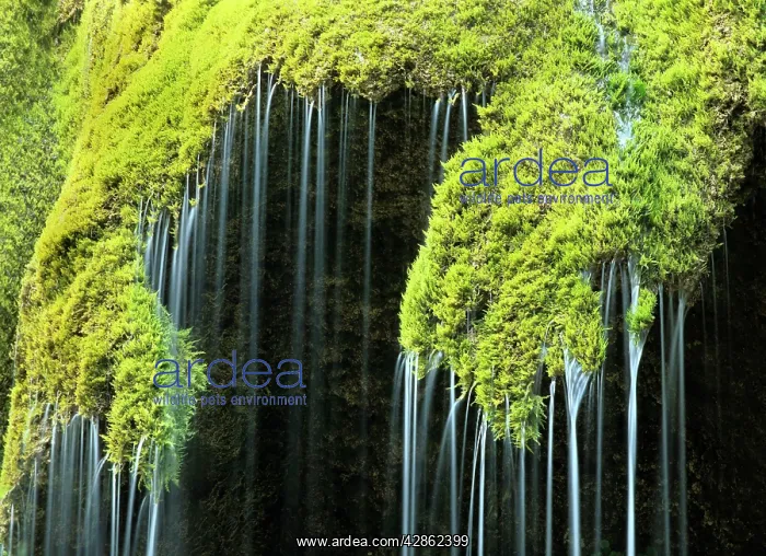 : Veil fall - water cascading down sinter deposits : Veil fall - water cascading down sinter deposits