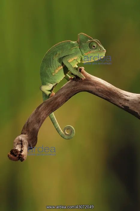 : Veiled Chameleon : Veiled Chameleon