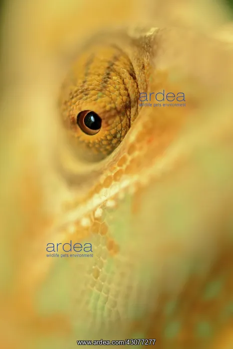 : Veiled Chameleon : Veiled Chameleon