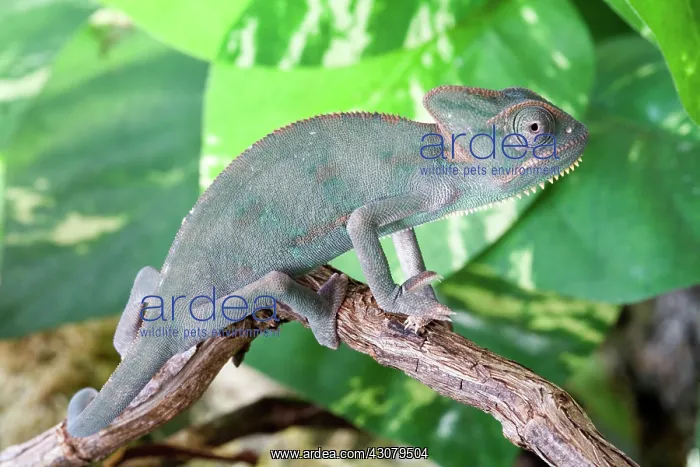 : Veiled Chameleon : Veiled Chameleon