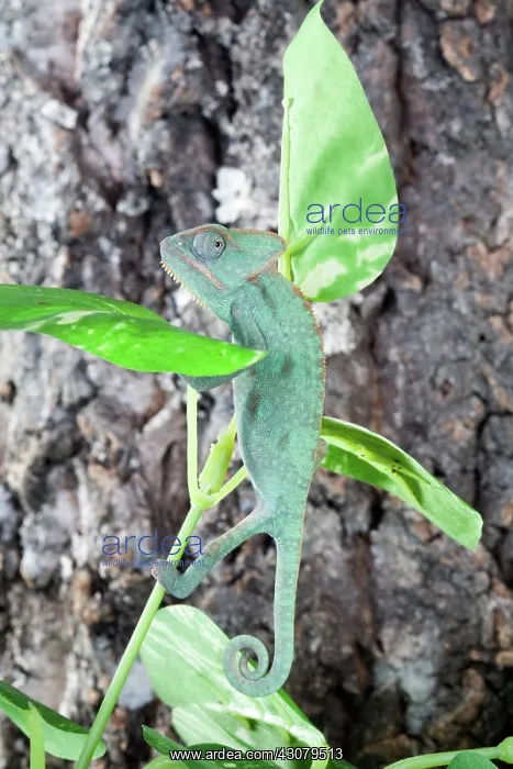 : Veiled Chameleon : Veiled Chameleon