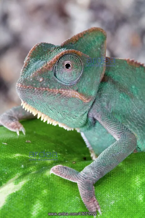 : Veiled Chameleon : Veiled Chameleon