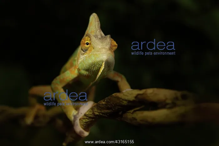 : Veiled Chameleon : Veiled Chameleon