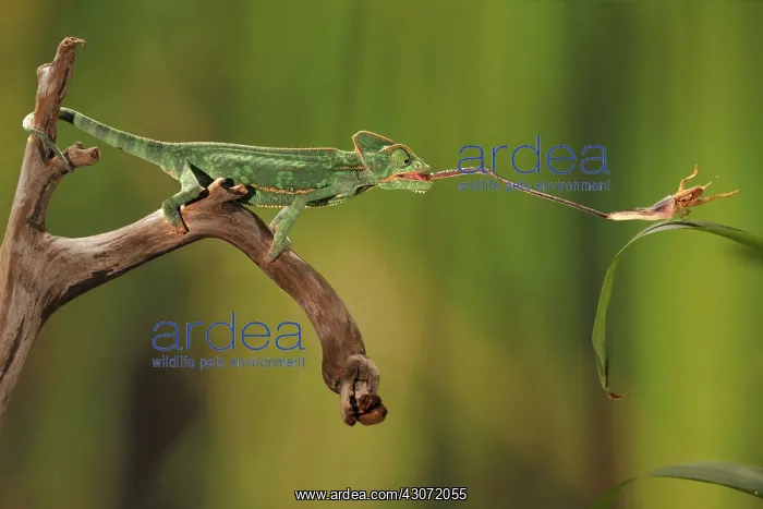 : Veiled chameleon Catches Cricket : Veiled chameleon Catches Cricket