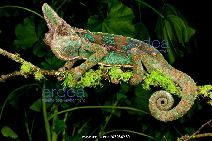  : Veiled Chameleon, Chamaeleo calyptratus