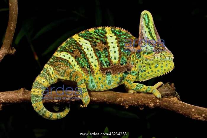 : Veiled Chameleon, Chamaeleo calyptratus : Veiled Chameleon, Chamaeleo calyptratus