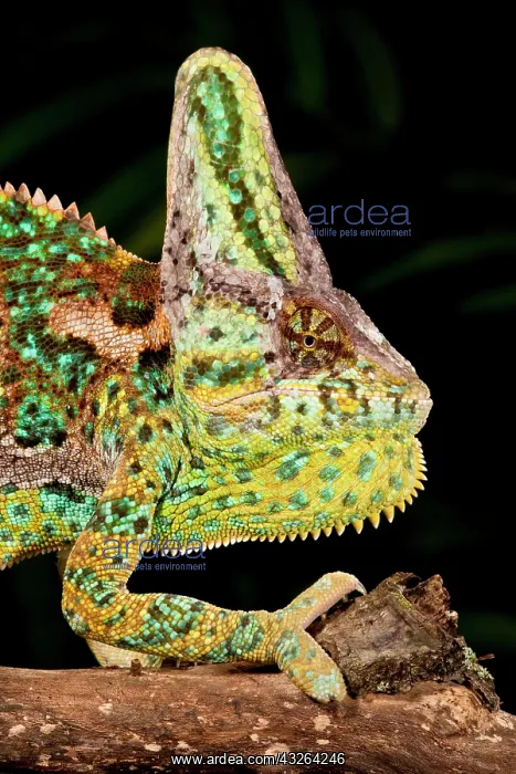 : Veiled Chameleon, Chamaeleo calyptratus : Veiled Chameleon, Chamaeleo calyptratus