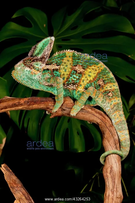 : Veiled Chameleon, Chamaeleo calyptratus : Veiled Chameleon, Chamaeleo calyptratus