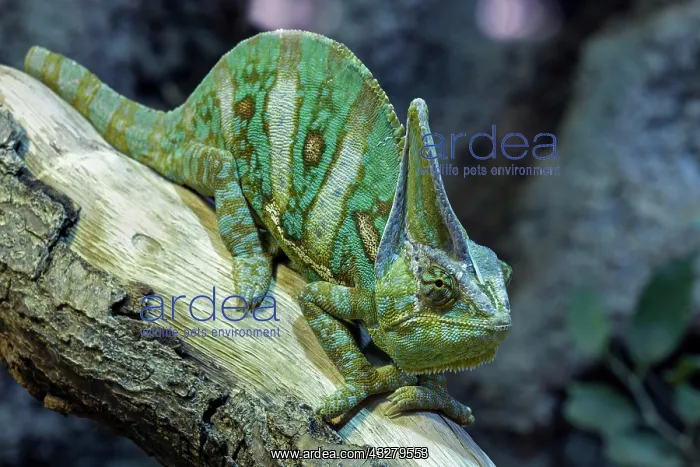 : Veiled chameleon (Chamaeleo calyptratus) on branch : Veiled chameleon (Chamaeleo calyptratus) on branch