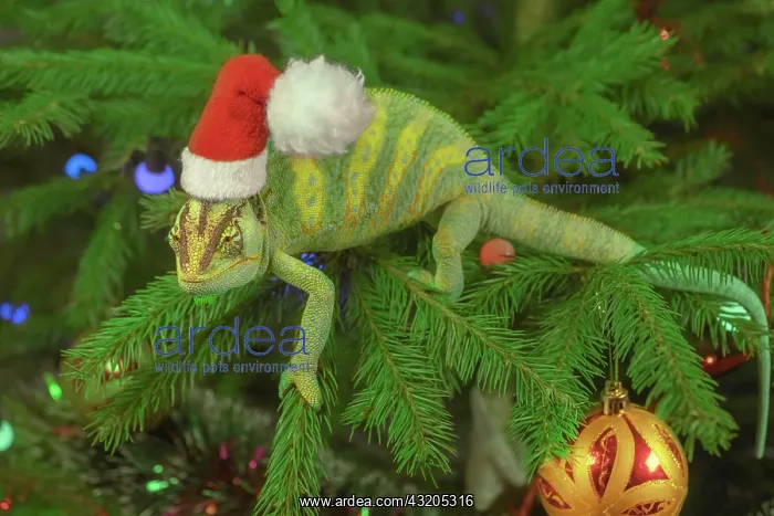 : Veiled chameleon (Chamaeleo calyptratus) in a red : Veiled chameleon (Chamaeleo calyptratus) in a red