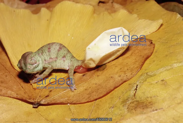 : Veiled Chameleon emerging from egg : Veiled Chameleon emerging from egg