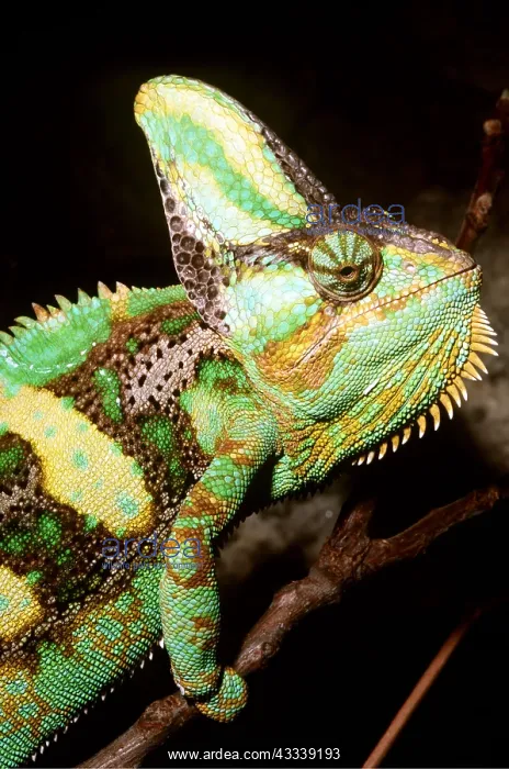 : VEILED CHAMELEON - side of face : VEILED CHAMELEON - side of face