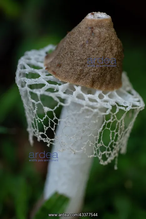 : Veiled Lady Mushroom : Veiled Lady Mushroom