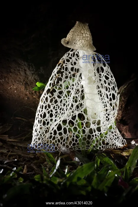 : Veiled Lady (Phallus indusiatus) at night : Veiled Lady (Phallus indusiatus) at night