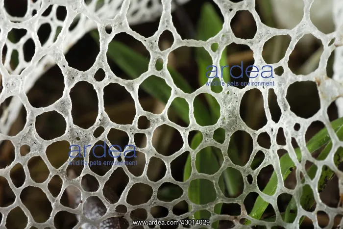 : Veiled Lady (Phallus indusiatus) at night, closeup : Veiled Lady (Phallus indusiatus) at night, closeup