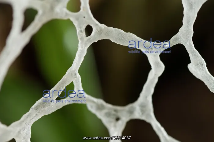  : Veiled Lady (Phallus indusiatus) at night, closeup