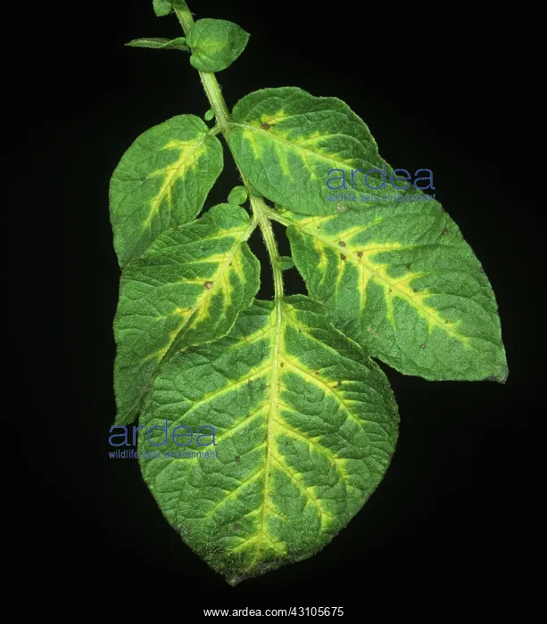 : Veinal leaf chlorosis : Veinal leaf chlorosis
