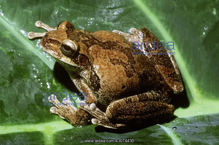  : Veined or Marbled Treefrog