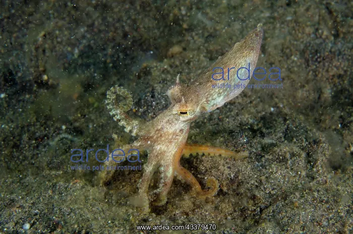 : Veined Octopus : Veined Octopus