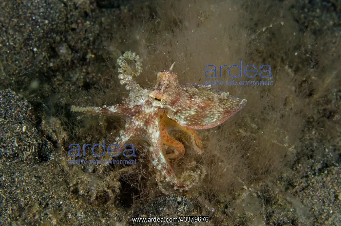 : Veined Octopus : Veined Octopus