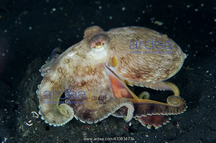: Veined Octopus : Veined Octopus