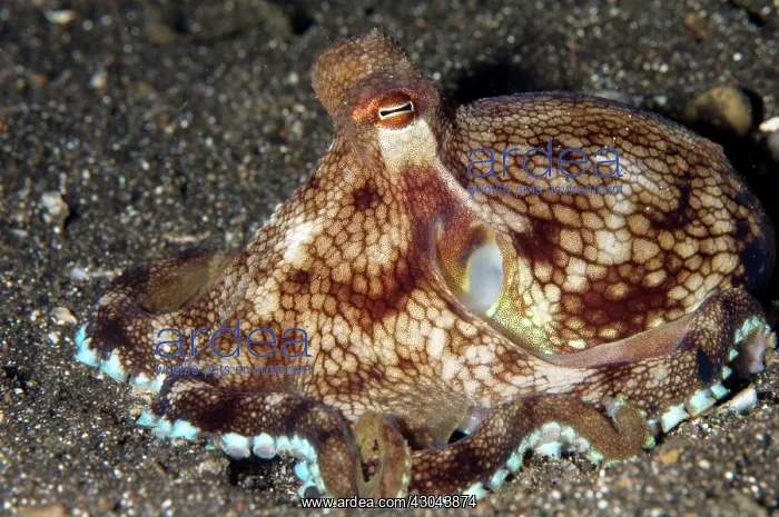 : Veined Octopus with bright margin on black sand : Veined Octopus with bright margin on black sand
