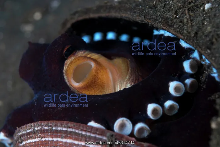 : Veined Octopus - hiding between shells : Veined Octopus - hiding between shells