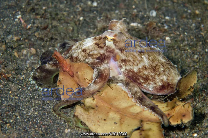 : Veined Octopus with leaf on black sand on night : Veined Octopus with leaf on black sand on night