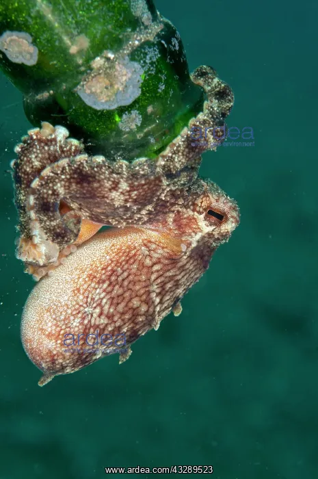 : Veined Octopus - at the mouth of green bottle : Veined Octopus - at the mouth of green bottle