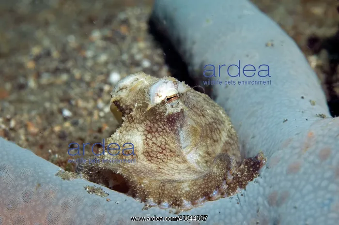: Veined Octopus on Sea Star (Linckia laevigata) : Veined Octopus on Sea Star (Linckia laevigata)