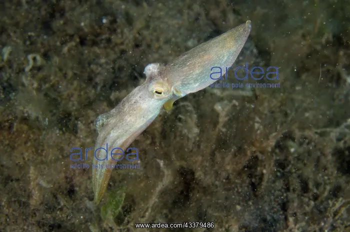 : Veined Octopus swimming : Veined Octopus swimming
