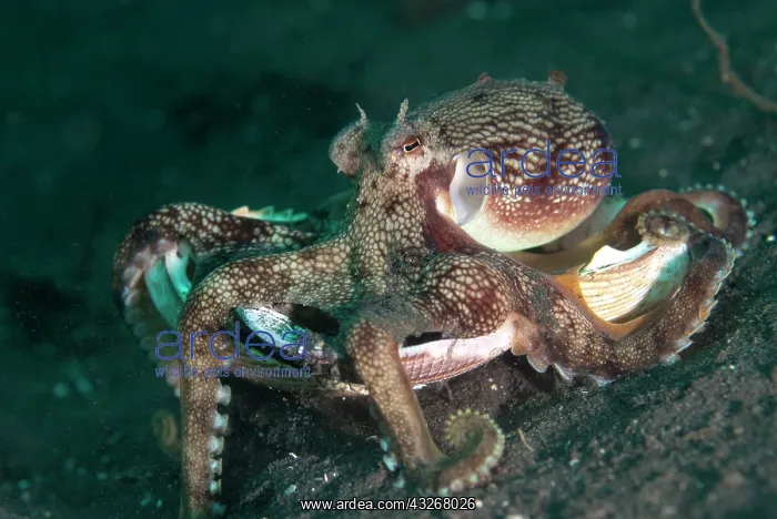: Veined Octopus - walking with shell on black sand : Veined Octopus - walking with shell on black sand