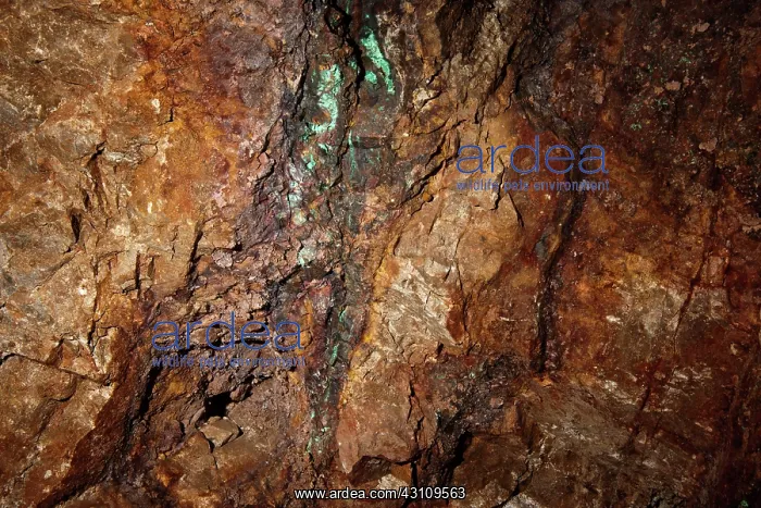 : Veins of Copper : Veins of Copper