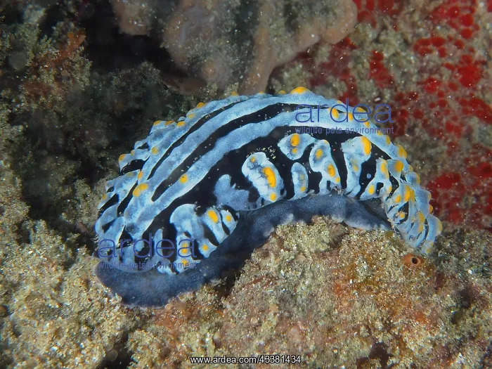 : Veiny varicose wart slug (Phyllidia varicosa), Sodwana : Veiny varicose wart slug (Phyllidia varicosa), Sodwana