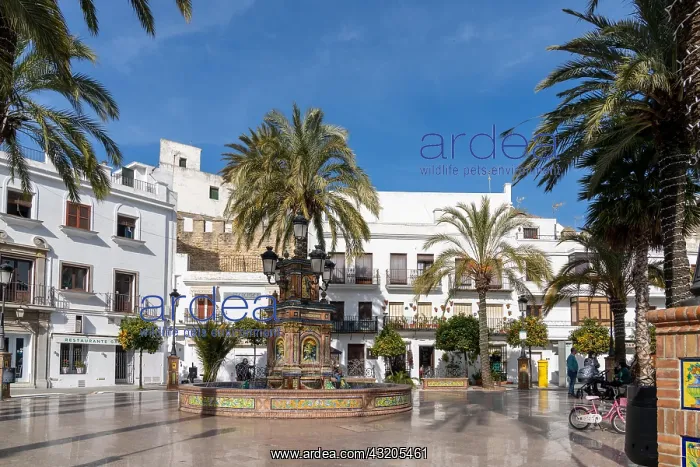 : Vejer de la Frontera, Spain - 17 January, 2021: : Vejer de la Frontera, Spain - 17 January, 2021:
