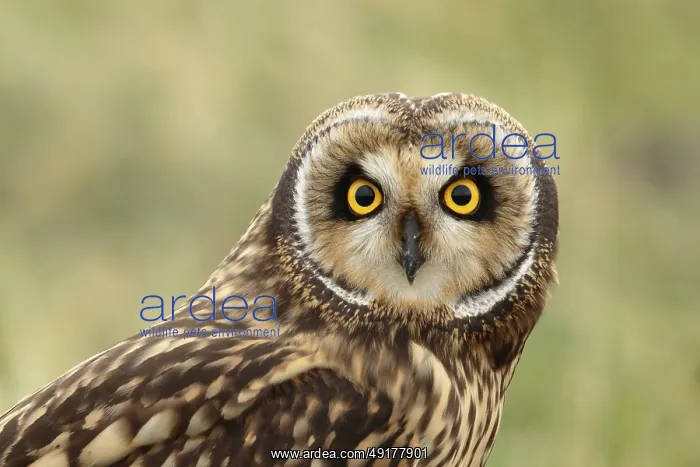  : Velduil, Short-eared owl, Asio flammeus