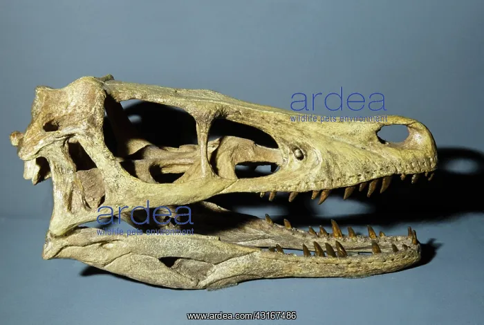 : Velociraptor Dinosaur Skull Replica : Velociraptor Dinosaur Skull Replica