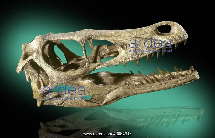 : Velociraptor Skull : Velociraptor Skull
