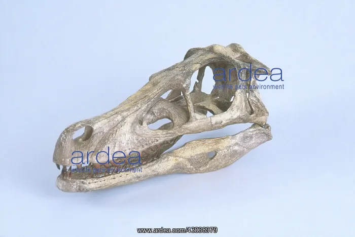 : Velociraptor Skull : Velociraptor Skull