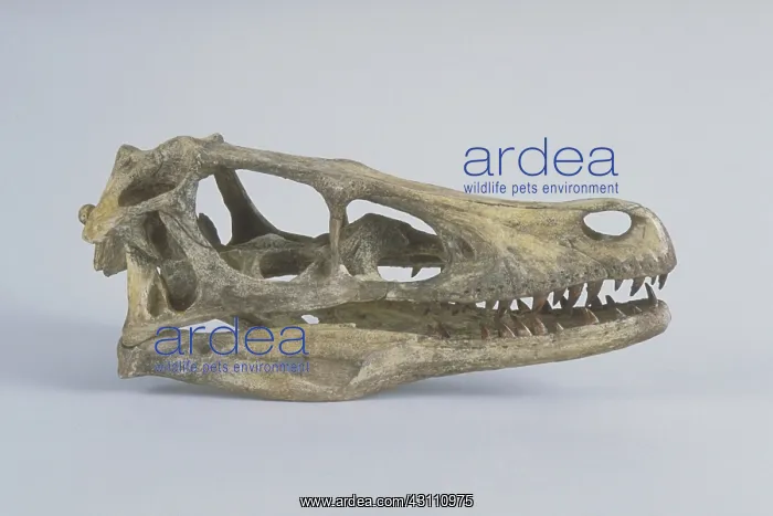: Velociraptor skull : Velociraptor skull