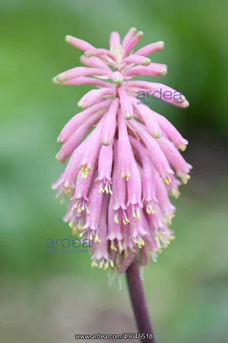 : Veltheimia : Veltheimia