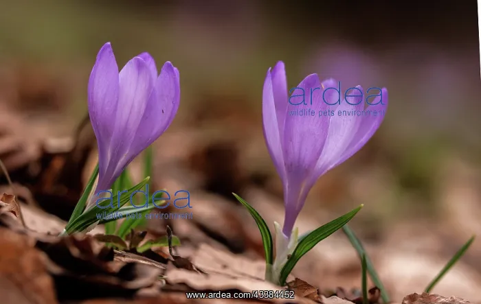 : The Veluch crocus, Crocus veluchensis in flower : The Veluch crocus, Crocus veluchensis in flower