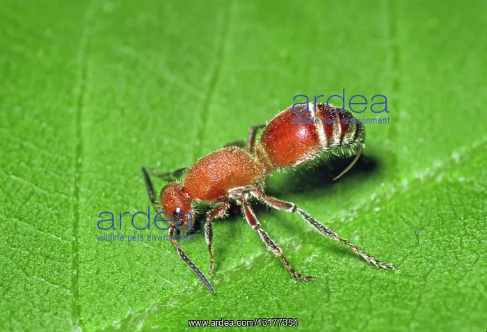 : Velvet Ant : Velvet Ant